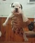 VENDO cuccio di buldog inglese